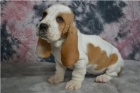 �t��ata Basset Hound.