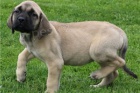 Bullmastiff �t��ata.