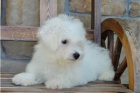 �t��ata Bichon Frise.
