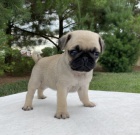 Prod�m kr�sn� b�ov� �t��ata mopse