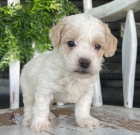 �t��ata Bi�onka Poo k adopci.