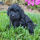 Prod�m �t��ata �ern�ho trpasli��ho Pudla.