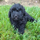 Prod�m �t��ata �ern�ho trpasli��ho Pudla.