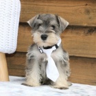 Prod�m o�kovan� �t��ata mal�ch kn�ra��