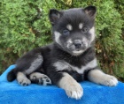 Prod�m �t��ata Pomsk�ho (k��enec sibi�sk�ho huskyho a pomeraniana).