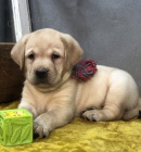 Prod�m zdrav� �t��ata labradorsk�ho retr�vra.