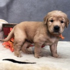 Prod�m ZDRAV� a O�KOVAN� �t��ata zlat�ho retr�vra.