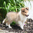 Prod�m zdrav� �t��ata shetlandsk�ho ov��ka.