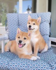 Prod�m o�kovan� a od�erven� �t��ata shiba inu