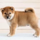 Prod�m o�kovan� a od�erven� �t��ata shiba inu
