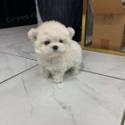 Prod�m o�kovan� mini �t��ata Bi�onka.