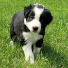 Prod�m o�kovan� a od�erven� �t��ata border kolie