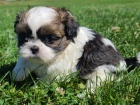 Prod�m �t��ata SHIH TZU