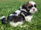 Prod�m �t��ata SHIH TZU
