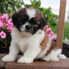 Prod�m o�kovan� a od�erven� �t��ata SHIH TZU