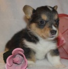 Prod�m o�kovan� mini �t��ata Pembroke Welsh Corgi.
