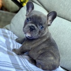 Prod�m ZDRAV� a O�KOVAN� �t��ata francouzsk�ho buldo�ka.