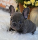 Prod�m ZDRAV� a O�KOVAN� �t��ata francouzsk�ho buldo�ka.