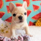 Prod�m o�kovan� �t��ata francouzsk�ho buldo�ka.