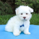 Prod�m b�l� o�kovan� �t��ata havanese.