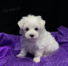 PROD�M O�KOVAN� miniaturn� �t��ata malt�z�k�.