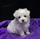 PROD�M O�KOVAN� miniaturn� �t��ata malt�z�k�.