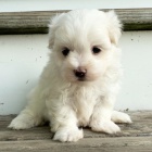 PROD�M O�KOVAN� miniaturn� �t��ata malt�z�k�.