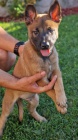 Belgick� ov��k malinois
