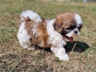 �t��ata Shih Tzu