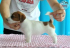 �t��ata Jack Russell Terrier po �ampionech s testy DNA s PP