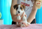 �t��ata Jack Russell Terrier po �ampionech s testy DNA s PP