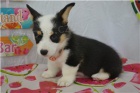 Hrav� vel�sk� �t���tka Corgi Pembroke.