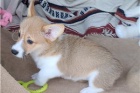 Kr�sn� vel�sk� �t���tka Corgi Pembroke.