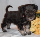 Kr�sn� a o�kovan� �ern� �t��ata mal�ho kn�ra�e pro Prodej.