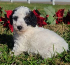 Prod�m �t��ata trpasli��ho o�kovan�ho psa a fenku Pudla.