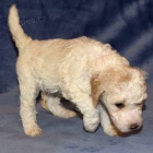 Standardn� o�kovan� �t��ata pudla k adopci.