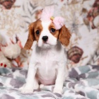 Prod�m o�kovan� �t��ata Kaval�r King Charles Spaniel.