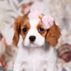 Prod�m o�kovan� �t��ata Kaval�r King Charles Spaniel.