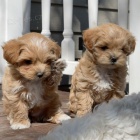 Prod�m o�kovan� �t��ata maltipoo.