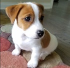 Prod�m zdrav� a o�kovan� �t��ata jack russell teri�ra.