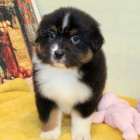 O�KOVAN� �t��ata australsk�ho ov��ka k ADOPCI