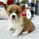 Prod�m �t��ata Pembroke Welsh Corgi.