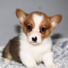 O�kovan� a od�erven� �t��ata Pembroke Welsh Corgi k adopci.