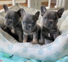 �t��ata francouzsk�ho buldo�ka k adopci