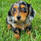 �t��ata dlouhosrst�ch jezev��k� k adopci