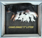 Australsk� hon�ck� pes