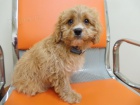 Prod�m �t��ata Cavoodle