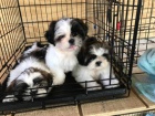 Prod�m �t��ata shih tzu