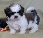 Prod�m �t��ata Shih Tzu