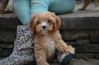 cavapoo �t��ata na prodej
